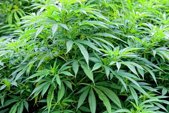 Marijuana Loans in California