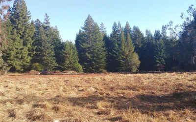 PURCHASE OF BUILDING LOT WITH TIMBER IN NORTHEN CA