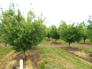 Ag Loan in Yolo County