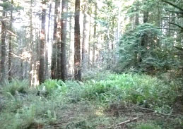 Purchase of Timberland in Humboldt County